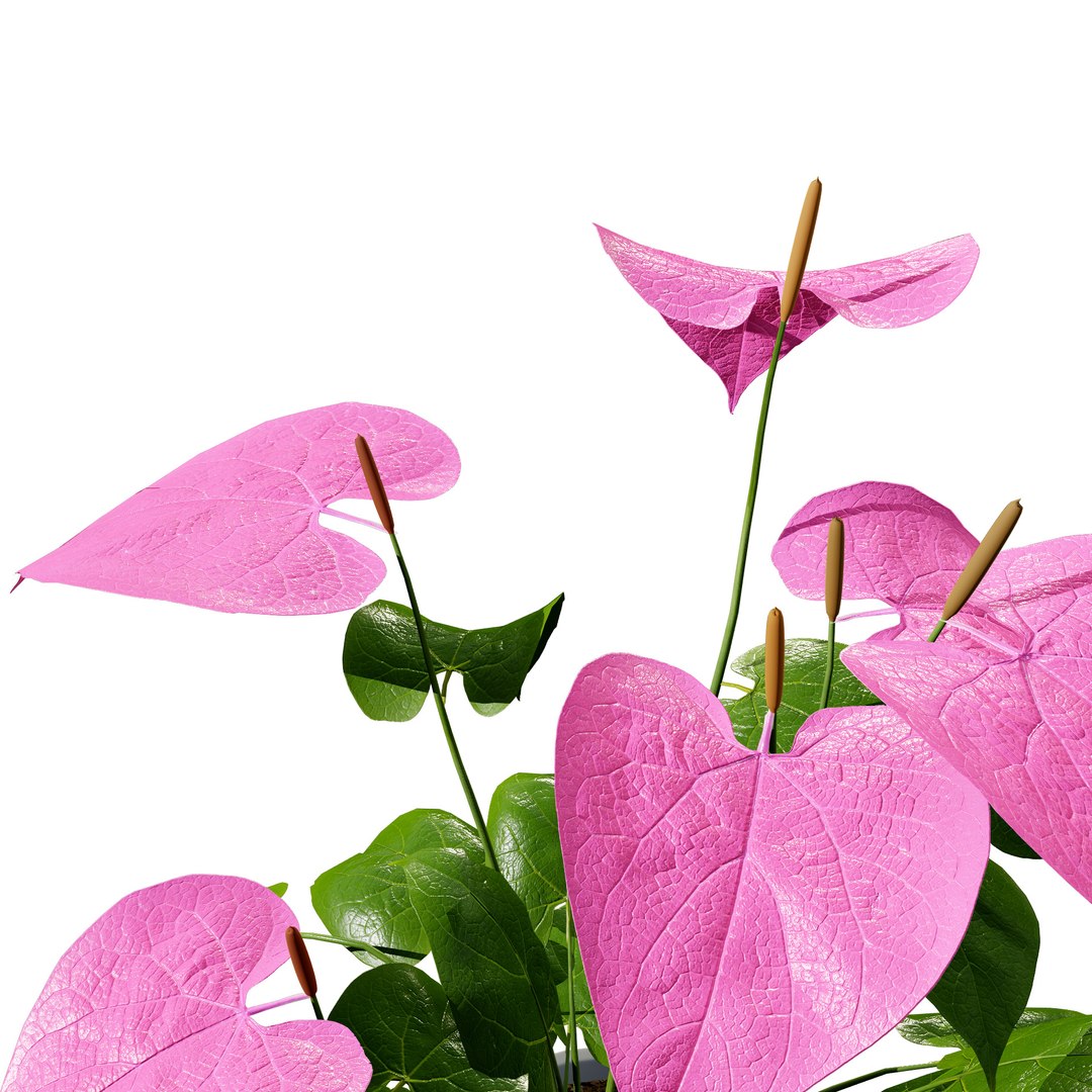 3D Anthurium plants collection https://p.turbosquid.com/ts-thumb/B6/oecPEV/8w/pinkanthuriumf02/jpg/1718708037/1920x1080/fit_q87/7082d686b3a0553b721d9d3ab9835bbef283b7de/pinkanthuriumf02.jpg