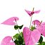 Collection de plantes d'Anthurium