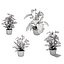 Collection de plantes d'Anthurium