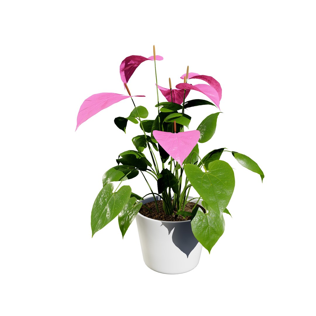 3D Anthurium plants collection https://p.turbosquid.com/ts-thumb/B6/oecPEV/JZ/pinkanthuriumf01/jpg/1718708007/1920x1080/fit_q87/81b231957b7801008e5541533ee2d121203f4d94/pinkanthuriumf01.jpg
