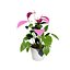 Collection de plantes d'Anthurium