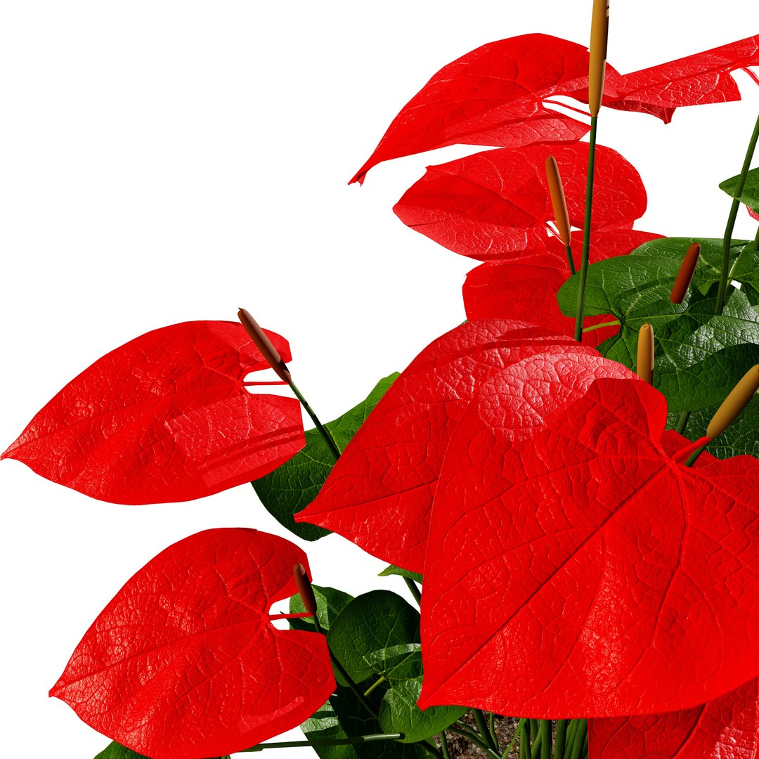 3D Anthurium plants collection https://p.turbosquid.com/ts-thumb/B6/oecPEV/Jd/greenredfloweranthuriumindoorplantredflowersf03/jpg/1718707944/1920x1080/fit_q87/336f5082b8f9e5a97d8d6a94306f488c101b41ae/greenredfloweranthuriumindoorplantredflowersf03.jpg