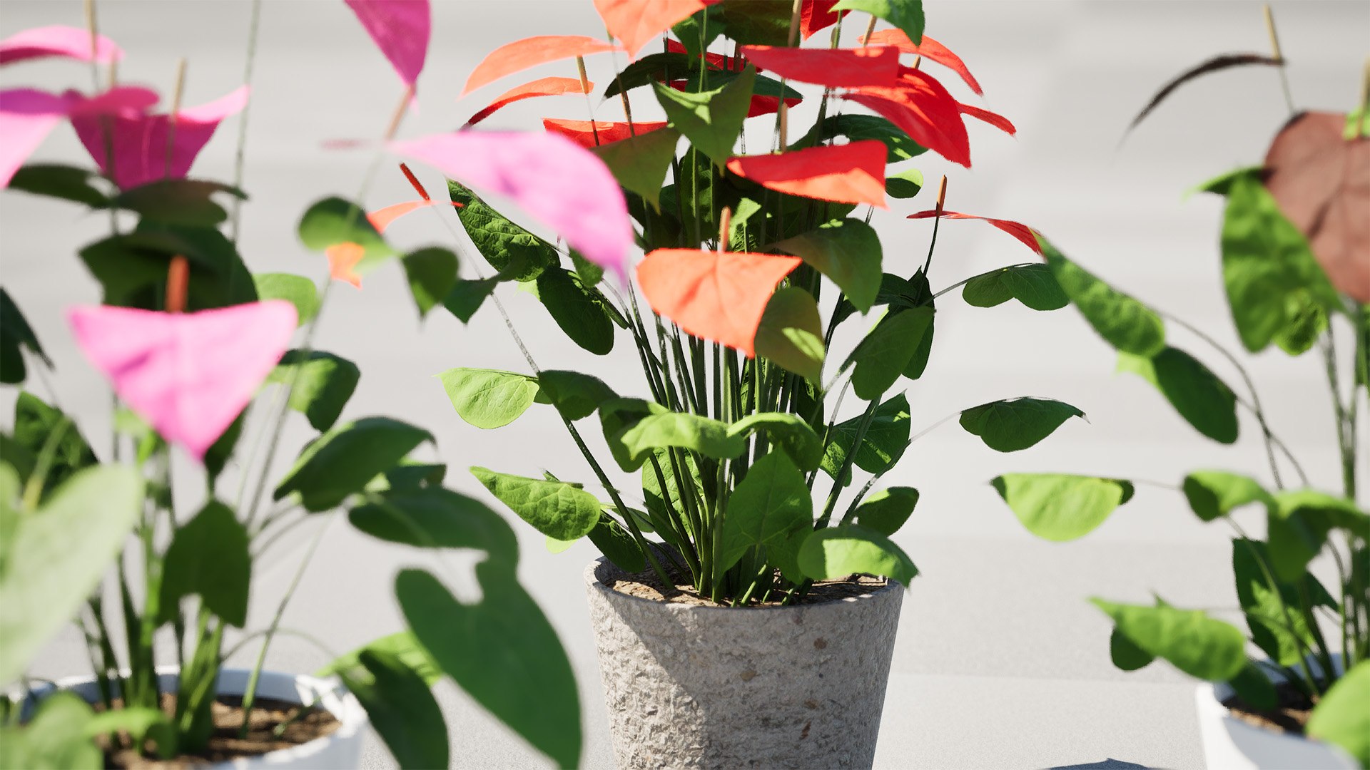 3D Anthurium plants collection https://p.turbosquid.com/ts-thumb/B6/oecPEV/NL/highresscreenshot00002/jpg/1718707965/1920x1080/fit_q87/14b9a7ea581a5127fbad506b8fba74ca9effc6ab/highresscreenshot00002.jpg