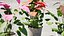 Collection de plantes d'Anthurium