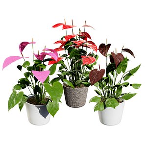 3D Anthurium plants collection