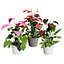 Collection de plantes d'Anthurium