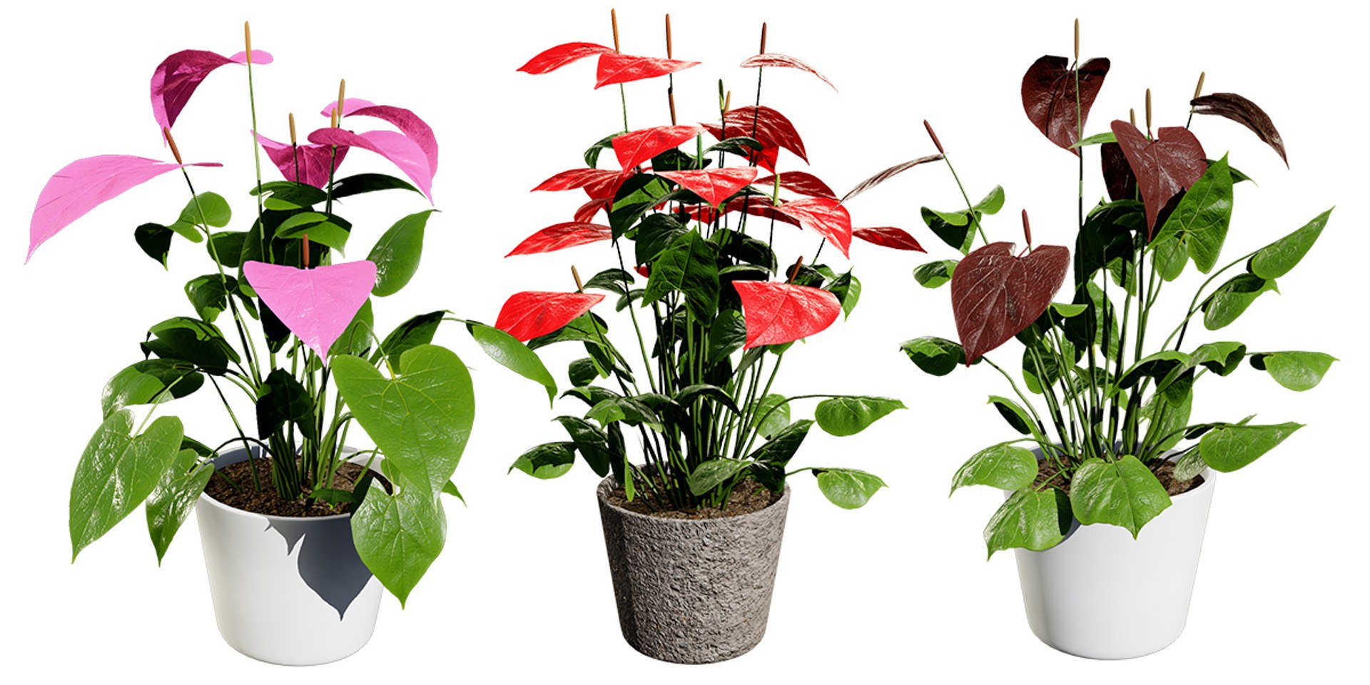 3D Anthurium plants collection https://p.turbosquid.com/ts-thumb/B6/oecPEV/Yi/blendercover/jpg/1718707868/1920x1080/fit_q87/63ddb7e79188add61bafa16c035e60f1ded2bb53/blendercover.jpg