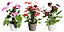 Collection de plantes d'Anthurium