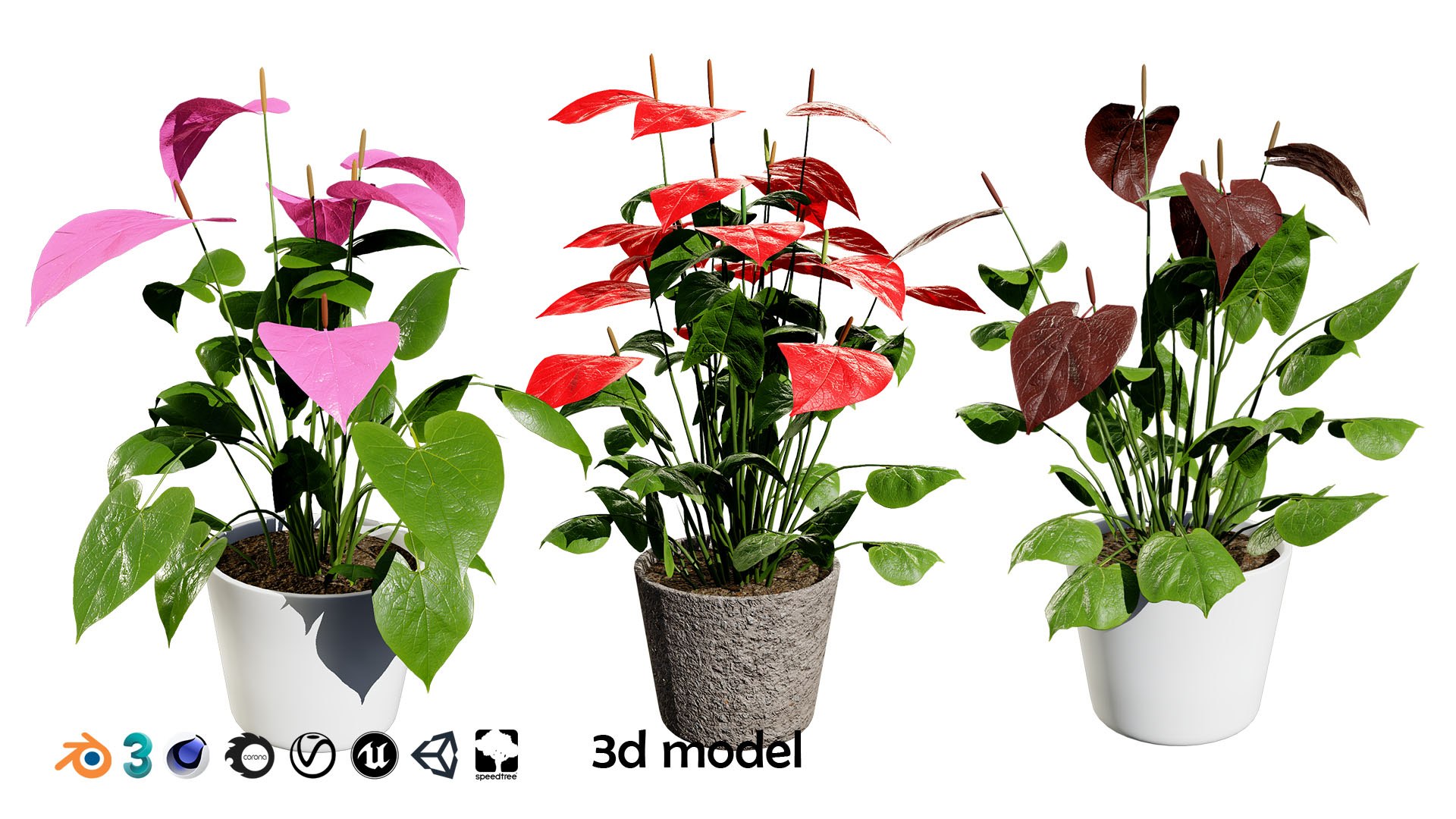 3D Anthurium plants collection https://p.turbosquid.com/ts-thumb/B6/oecPEV/ic/artcover/jpg/1718707848/1920x1080/fit_q87/774fceb9a9a3ceb120e5946836739a196417590e/artcover.jpg