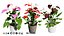 Collection de plantes d'Anthurium