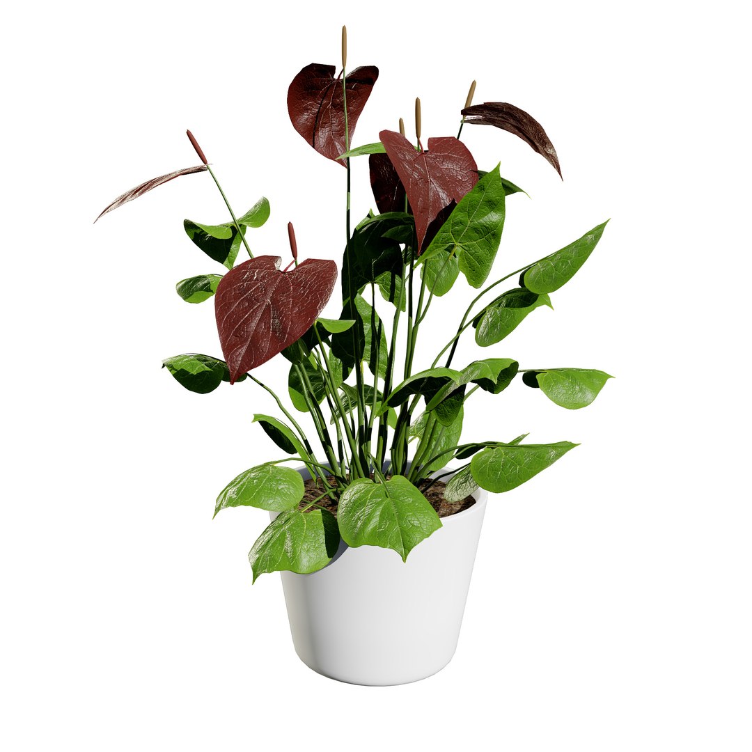 3D Anthurium plants collection https://p.turbosquid.com/ts-thumb/B6/oecPEV/mk/anthuriumburgundyflamingoflowerdarkblackf01/jpg/1718707841/1920x1080/fit_q87/ae085375f2150ce91901cbd4251b54860f043c00/anthuriumburgundyflamingoflowerdarkblackf01.jpg