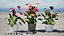 Collection de plantes d'Anthurium