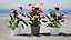 Collection de plantes d'Anthurium