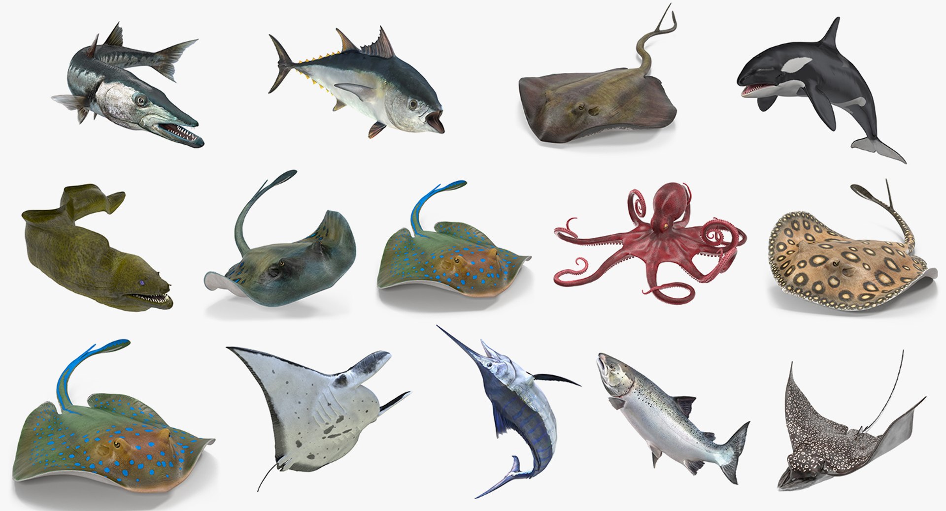 Fishes Collection 3 Rigged for Cinema 4D 3D model preview