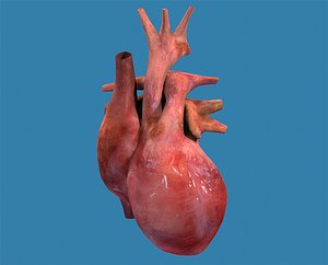 3d model human heart