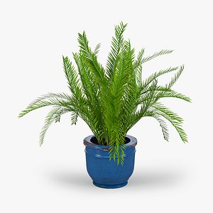 Palm