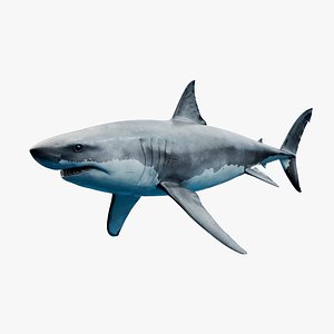 3D white shark model