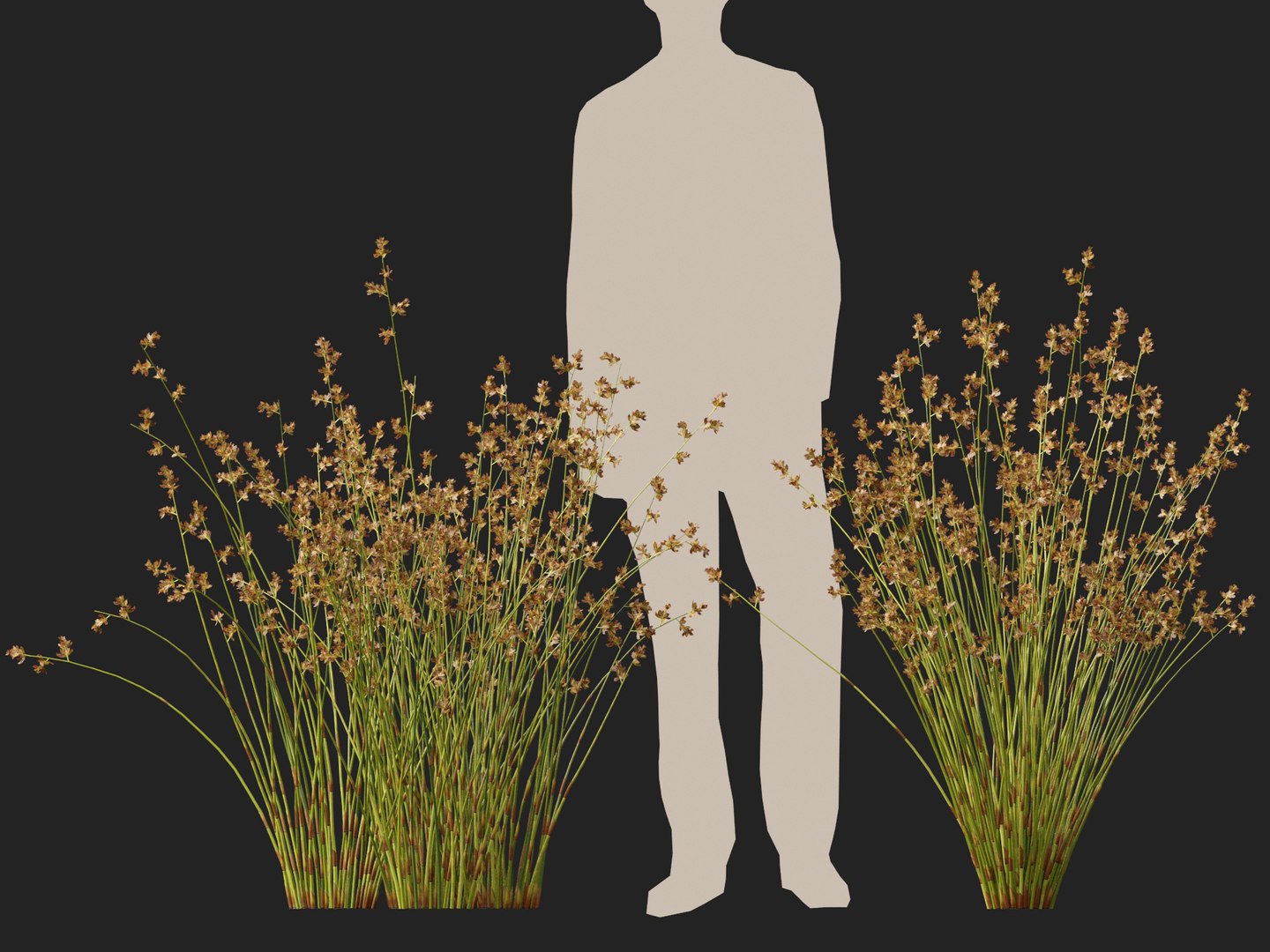 HighpolyLowpoly Baloskion pallens - Didgery Sticks 3D model https://p.turbosquid.com/ts-thumb/B7/GVU8oE/Bw/baloskionpallensdidgerysticks016/jpg/1750250325/1920x1080/fit_q87/57d1c884fb72df5297f8a282647c76240747fa33/baloskionpallensdidgerysticks016.jpg