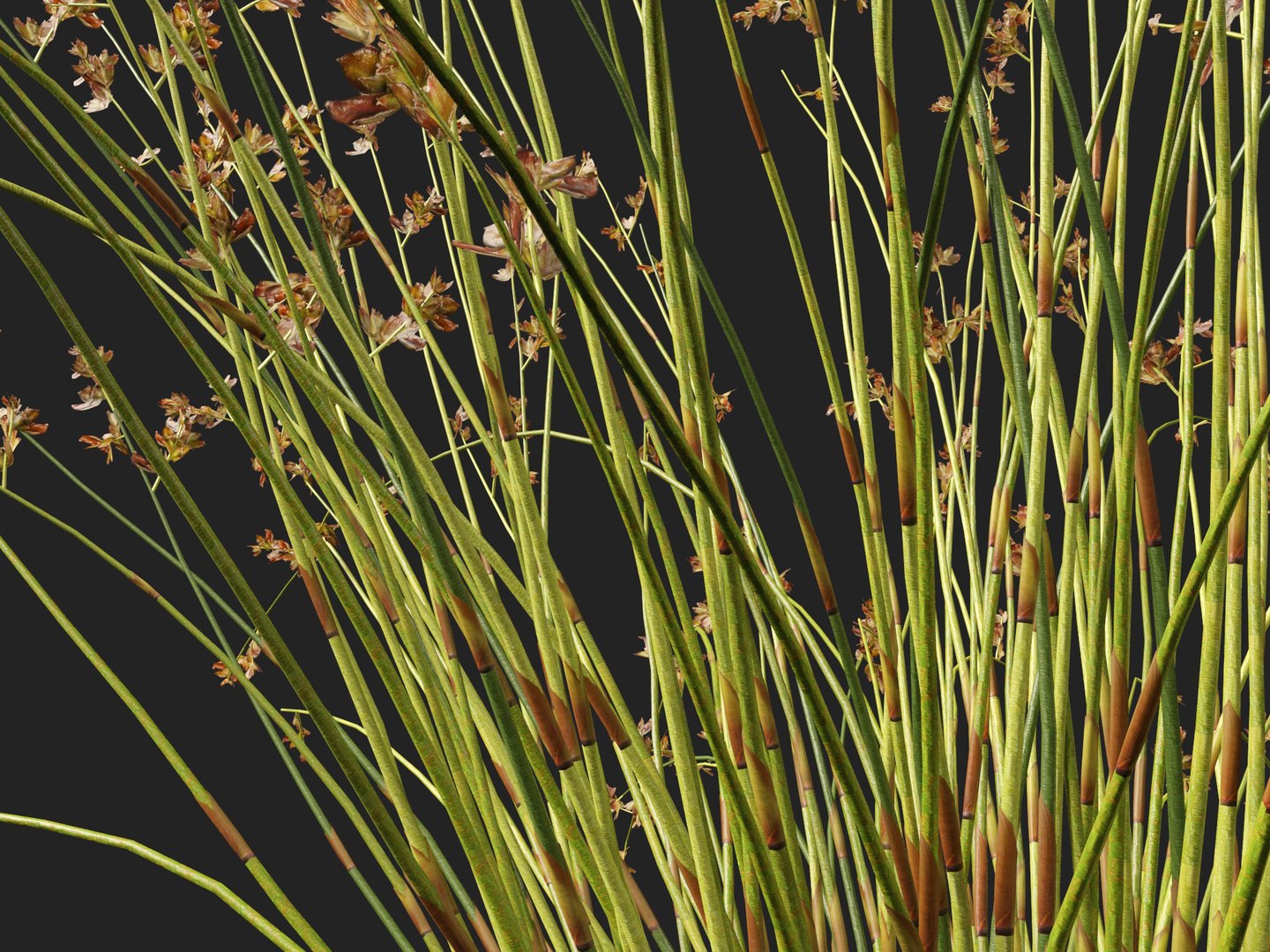 HighpolyLowpoly Baloskion pallens - Didgery Sticks 3D model https://p.turbosquid.com/ts-thumb/B7/GVU8oE/DL/baloskionpallensdidgerysticks0112/jpg/1750250336/1920x1080/fit_q87/f2c8a5e189f5b3e6acd5d8fb819df63433197342/baloskionpallensdidgerysticks0112.jpg