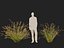 HighpolyLowpoly Baloskion pallens - Didgery Sticks