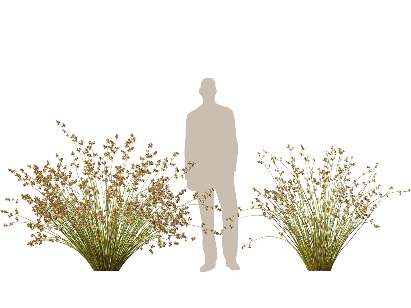 HighpolyLowpoly Baloskion pallens - Didgery Sticks 3D model https://p.turbosquid.com/ts-thumb/B7/GVU8oE/Mv/baloskionpallensdidgerysticks013/jpg/1750250314/1920x1080/fit_q87/07b6a7f1df39a9c7fdefe68c69cdbaa108b5f6ac/baloskionpallensdidgerysticks013.jpg