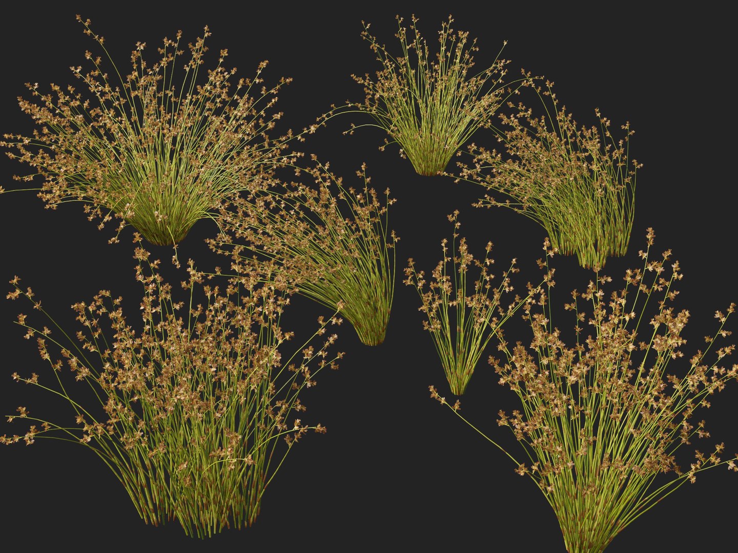 HighpolyLowpoly Baloskion pallens - Didgery Sticks 3D model https://p.turbosquid.com/ts-thumb/B7/GVU8oE/Wg/baloskionpallensdidgerysticks0110/jpg/1750250329/1920x1080/fit_q87/fcf11d7432c6032a587e2025e5f25b377a5b65e4/baloskionpallensdidgerysticks0110.jpg