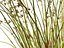 HighpolyLowpoly Baloskion pallens - Didgery Sticks