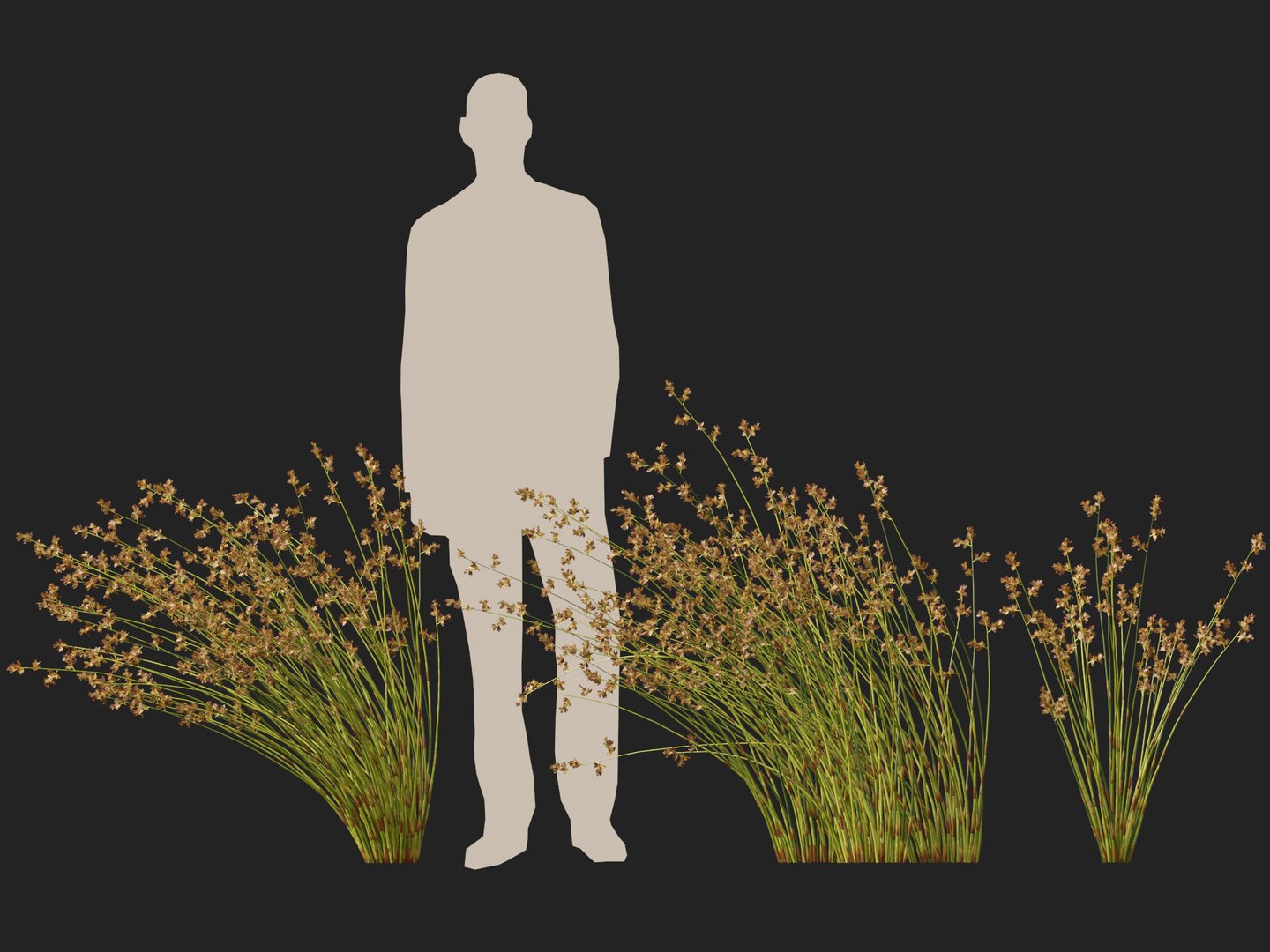 HighpolyLowpoly Baloskion pallens - Didgery Sticks 3D model https://p.turbosquid.com/ts-thumb/B7/GVU8oE/wg/baloskionpallensdidgerysticks018/jpg/1750250329/1920x1080/fit_q87/4a40d8ec7ea9f7e741e6499a35bf13e9a153aaea/baloskionpallensdidgerysticks018.jpg