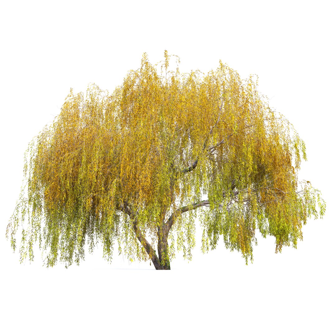 3D Autumn Weeping Willow 2 https://p.turbosquid.com/ts-thumb/B7/Ruy6m2/19/preview2nbhjy/jpg/1760777499/1920x1080/fit_q87/449b974d62b155879e638cbea947a178c8523988/preview2nbhjy.jpg