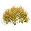 Autumn Weeping Willow 2