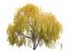 Autumn Weeping Willow 2