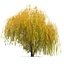 Autumn Weeping Willow 2