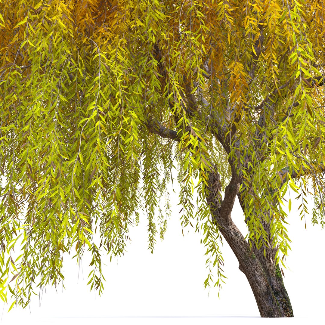 3D Autumn Weeping Willow 2 https://p.turbosquid.com/ts-thumb/B7/Ruy6m2/Bg/preview4nbhjy/jpg/1760777501/1920x1080/fit_q87/ba0bd1d11f6212d049ec9a5ce1316a87b3cc4ce2/preview4nbhjy.jpg