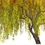 Autumn Weeping Willow 2
