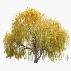 3D Autumn Weeping Willow 2