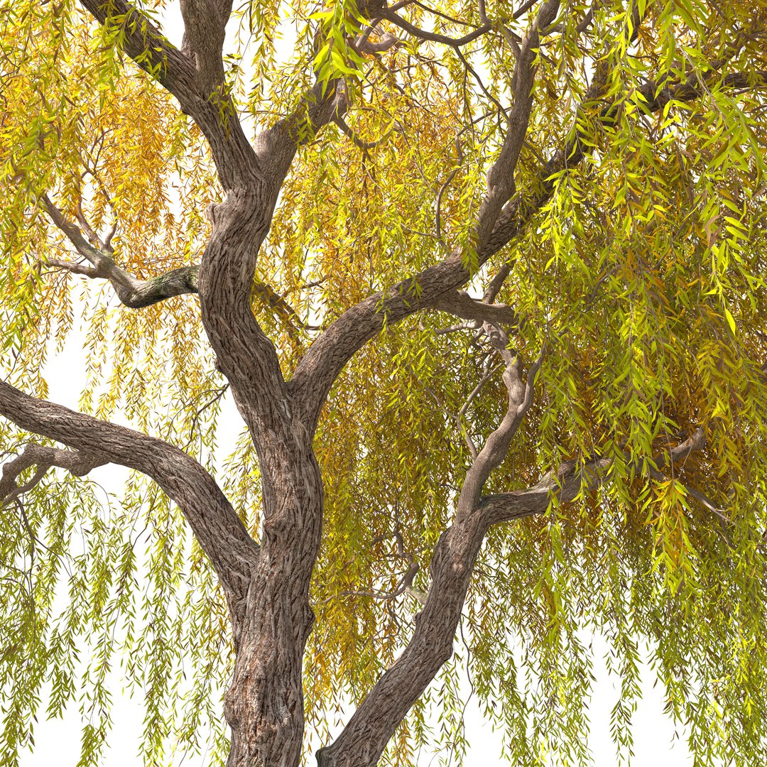 3D Autumn Weeping Willow 2 https://p.turbosquid.com/ts-thumb/B7/Ruy6m2/io/preview6nbhjy/jpg/1760777504/1920x1080/fit_q87/2150a1990b8fa4d5f73bacdbb21d2bd9d289c2c8/preview6nbhjy.jpg