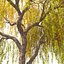 Autumn Weeping Willow 2