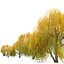 Autumn Weeping Willow 2