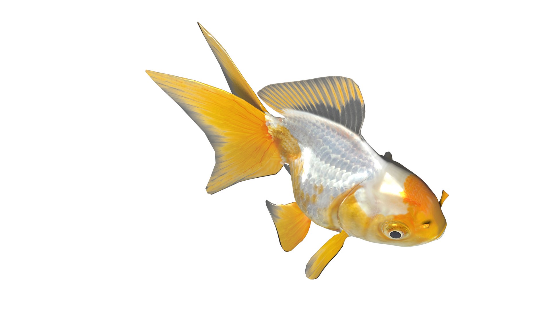 3D Goldfish Collection Animated - TurboSquid 2138387