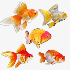 Goldfish Collection Animated