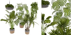 Collection plant vol 489 - hanging- palm - banana - monstera - blender model 3D