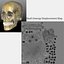 Human Skull