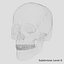 Human Skull