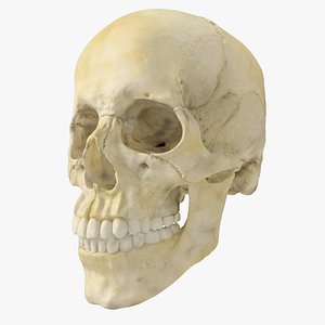 Human Skull