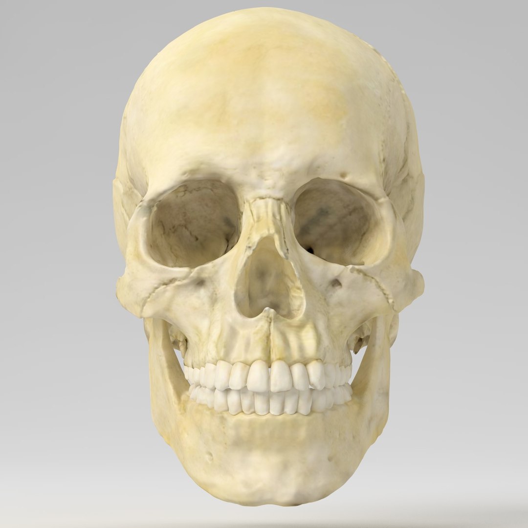3d human skull https://p.turbosquid.com/ts-thumb/B7/r6HmfT/LP4faFUX/3/jpg/1371994863/1920x1080/fit_q87/a5893addc1eba2fb816f01caac64e34e049afb13/3.jpg