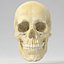 Human Skull