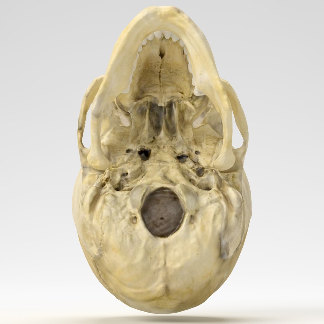 3d human skull https://p.turbosquid.com/ts-thumb/B7/r6HmfT/MvEMym2m/4/jpg/1371994863/1920x1080/fit_q87/650f74bbf709128d7f29c8908c38a4a4adb95259/4.jpg