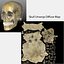 Human Skull