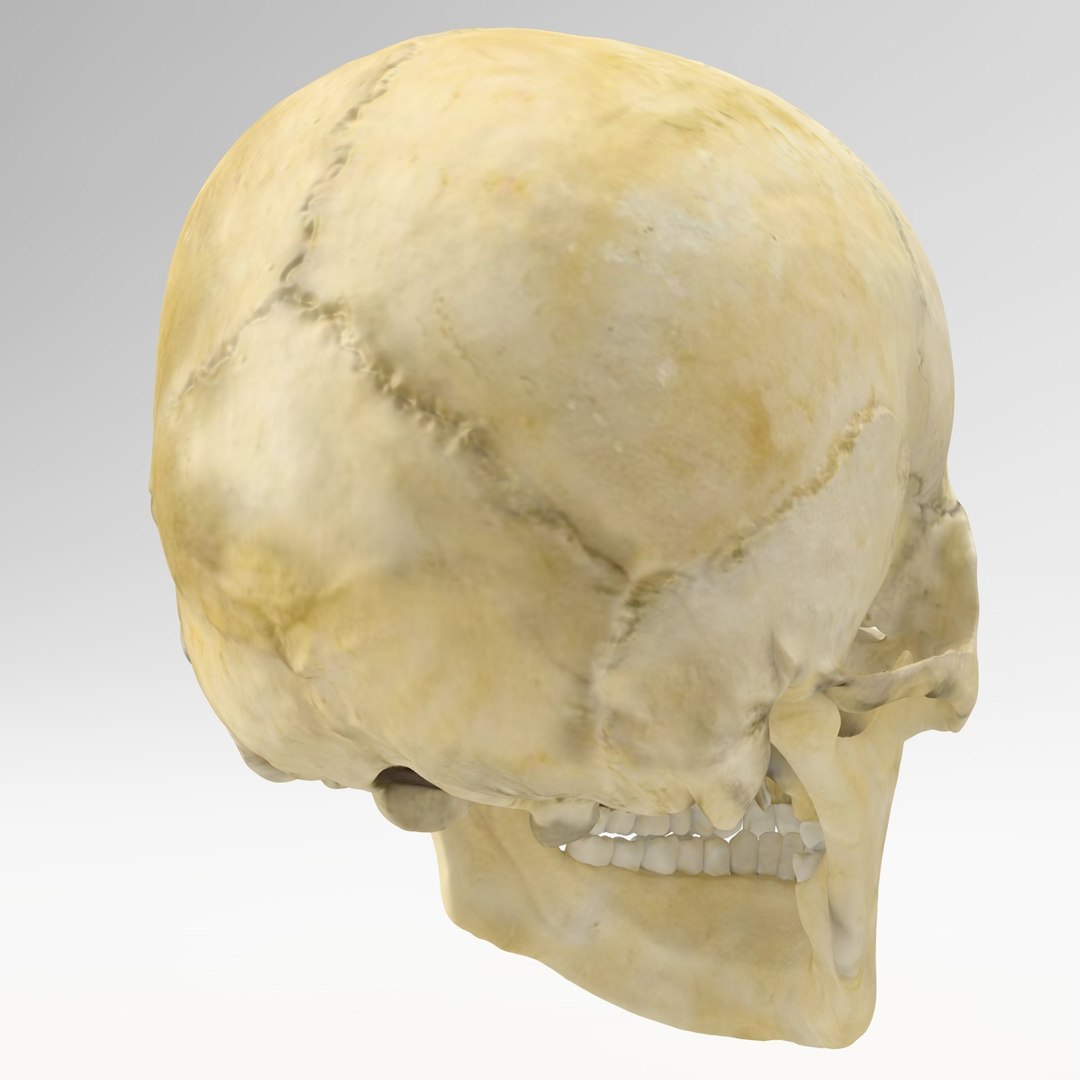 3d human skull https://p.turbosquid.com/ts-thumb/B7/r6HmfT/VlmvTtmA/5/jpg/1371994863/1920x1080/fit_q87/a3a76a78b5c2e283f8faf2edb8bb687dcff5b6f6/5.jpg