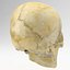 Human Skull